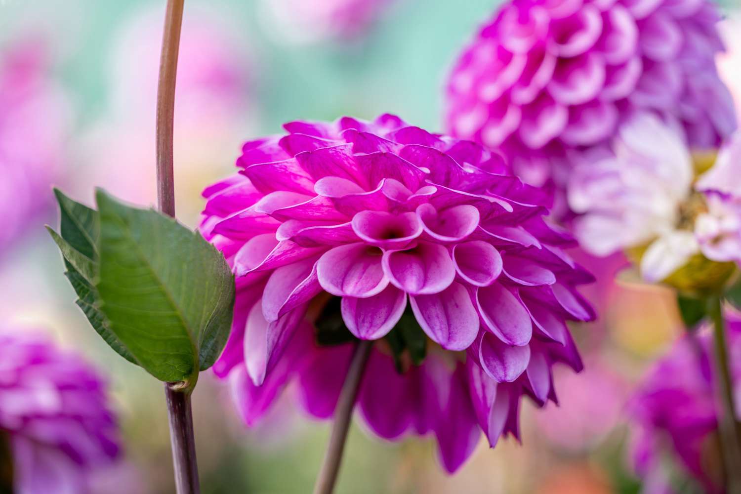 Dahlia 'Columbus'
